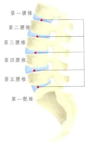 腰椎结构