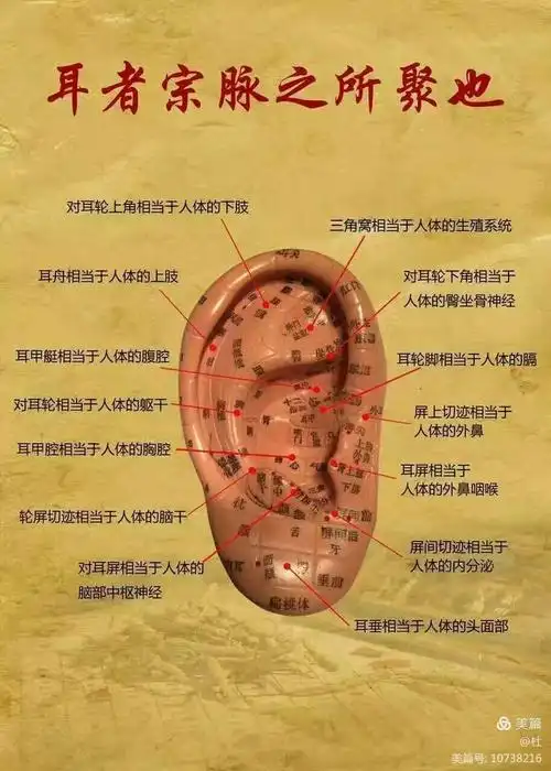 神奇的耳穴疗法