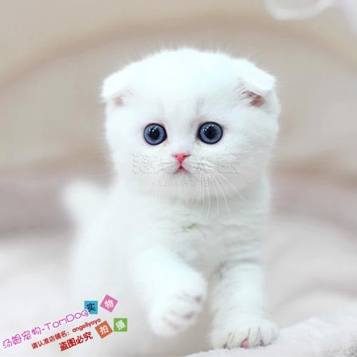 宠物猫咪活体苏格兰折耳猫幼猫纯白色英国短毛猫折耳幼猫幼崽y