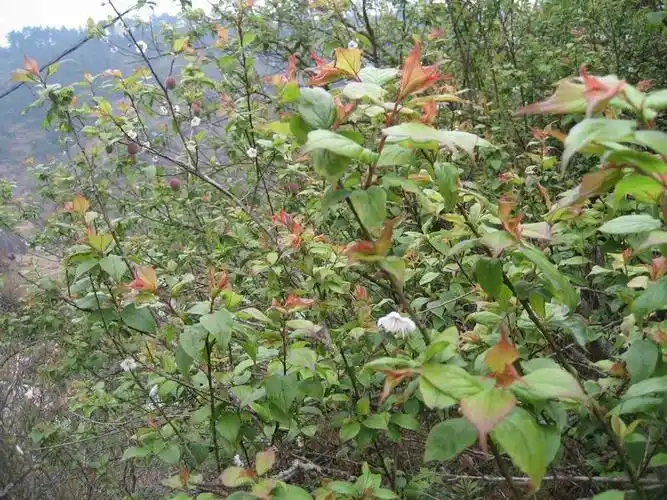 朱砂梅的枝叶和桃树相似吗