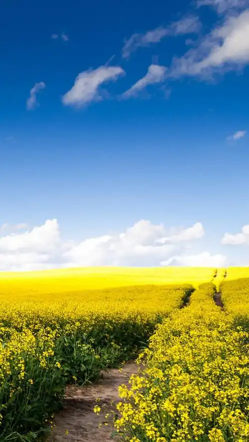 风景,草地,风景,手机壁纸绿色的春天