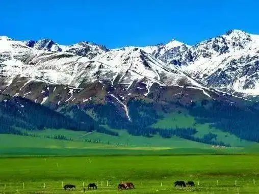 新疆那拉提天山下的空中草原第一缕阳光亲吻的地方