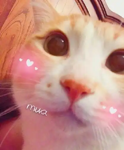 mua(猫咪)_猫咪_mua表情
