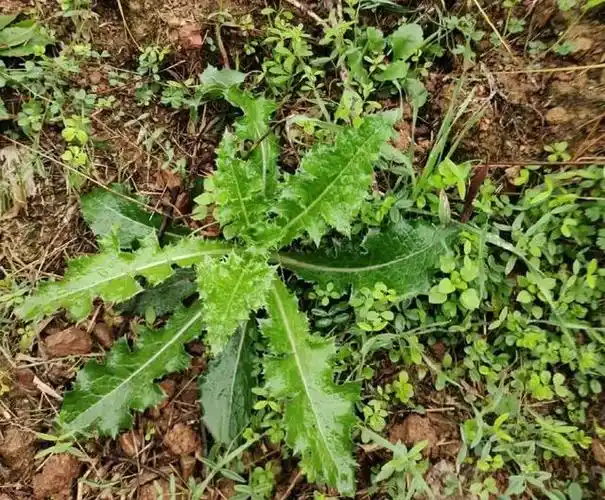 多种维生素及矿物质,对人体好处:食用苦菜对肝脏有解毒,降火作用,另外