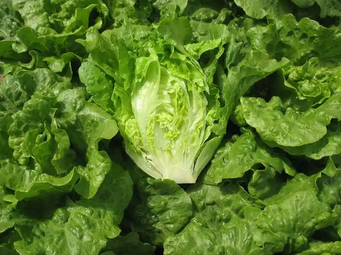 广州江南果菜批发市场 批发市场 最大的水果批发市场 蔬菜批发市场 江