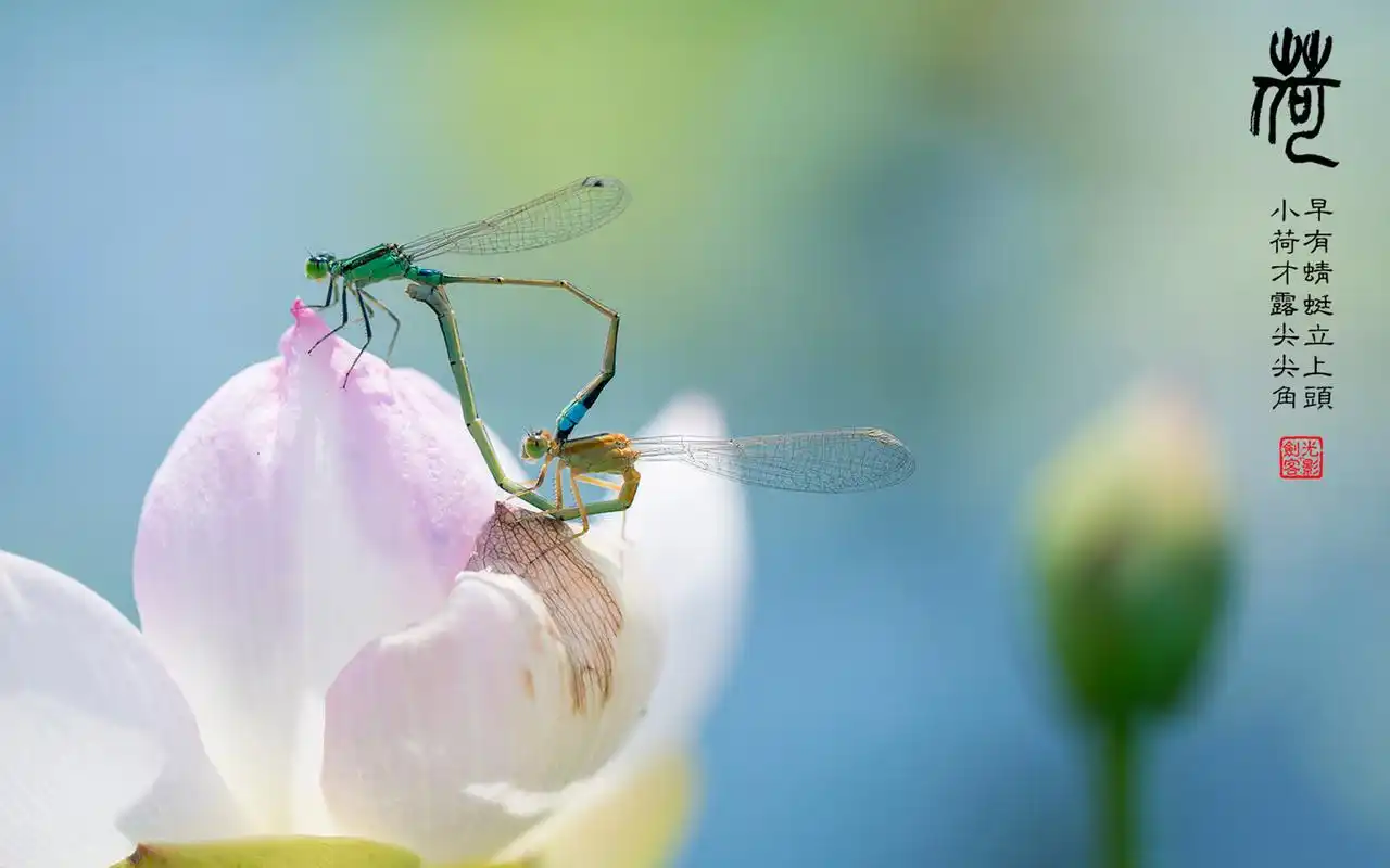 荷花蜻蜓植物花卉昆虫 简介 荷尖蜻蜓唯美