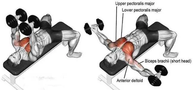 32种最有效的3d哑铃锻炼方法图解——胸肌 哑铃锻炼胸肌方法大全