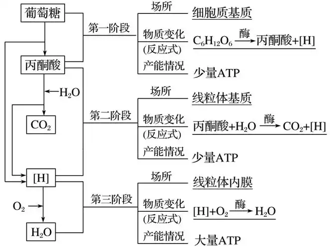 (3)有氧呼吸的过程