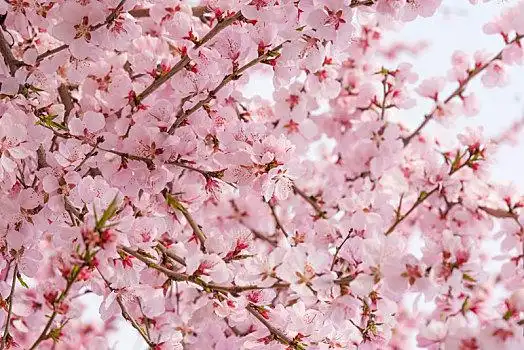 河南郑州商城遗址公园春天盛开的粉色桃花