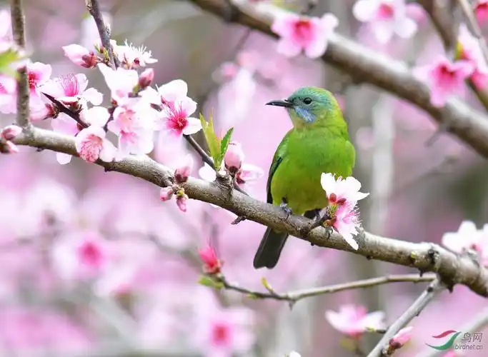 在那桃花盛开的树上