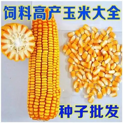 批发高产玉米种子大全苞米种南方北方新品种矮杆抗倒抗虫玉米杂交杂交
