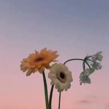 抖音头像花朵风景头像图片