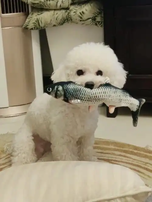 认真吃鱼的修狗04