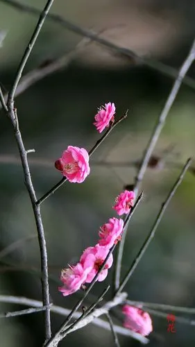 [梅花图] 清水摄