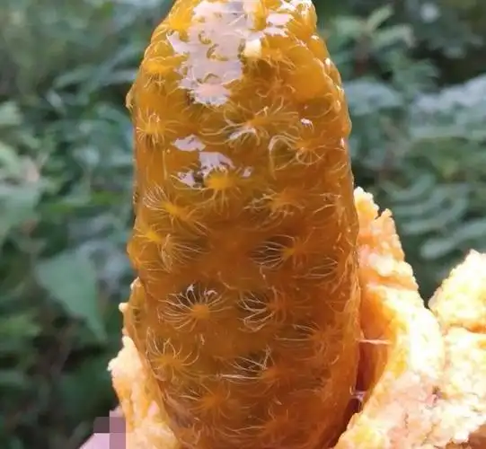 盘点我国最稀奇古怪的水果,吃过三种以上的都不是一般人!