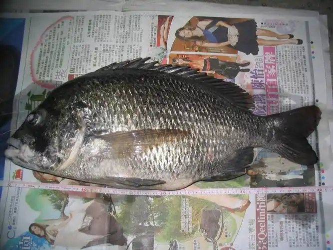 前几天前打钓的两斤十两黑鲷 - mychat 数位男女_前打落入区