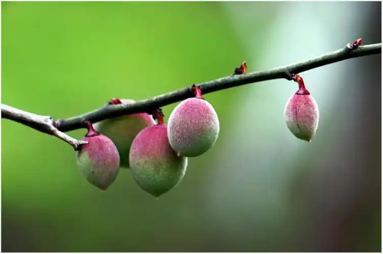 梅花之果实——梅子
