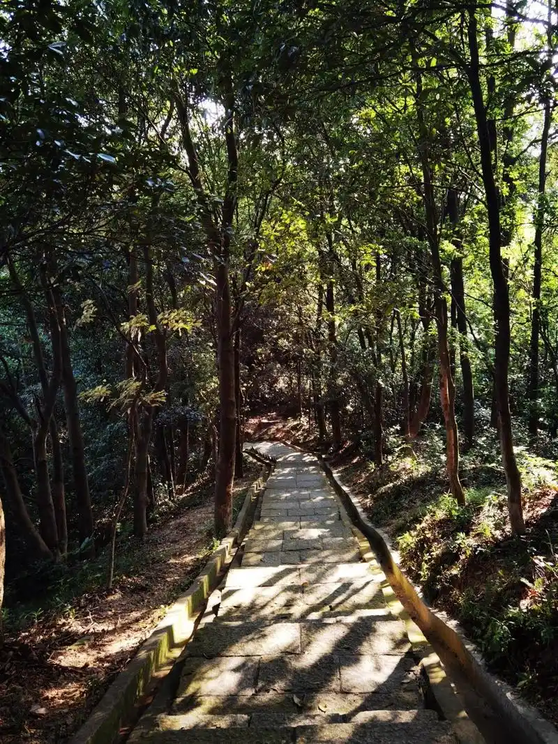 黄山鲁森林公园  南沙区中心天然氧吧!强烈推荐!适合徒步健身!