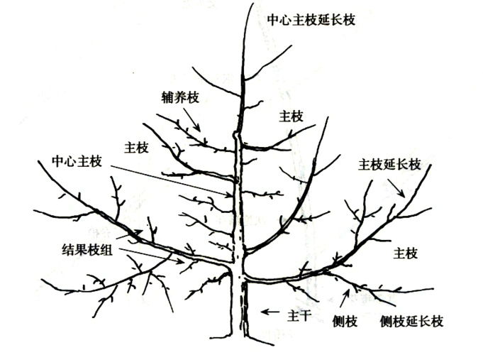 苹果树体结构和各部位名称
