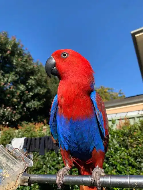 澳洲合法饲养折衷鹦鹉原图无滤镜