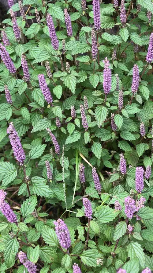 野香薷亦食亦药可作香料亦可治作饮料