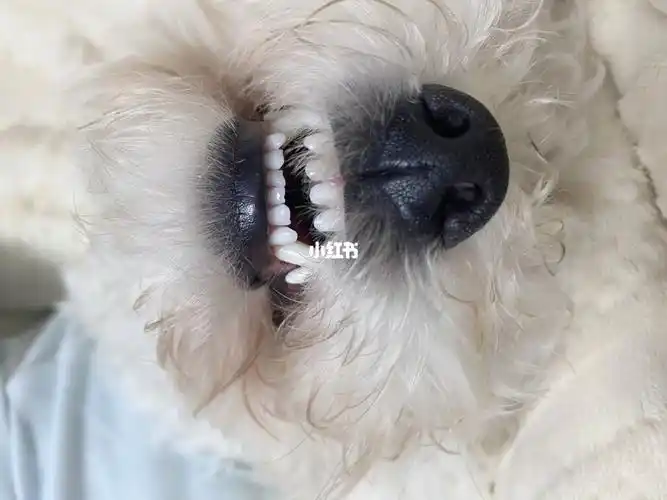 比熊我真的很爱看它的小牙哈哈哈