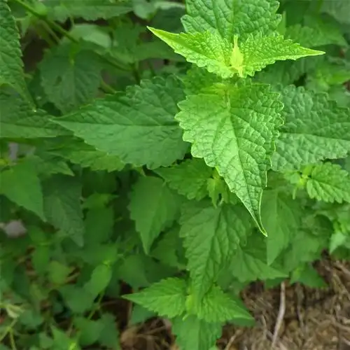 藿香种植庭院盆栽叶干品新鲜新藿香叶子老幼茴香行道树