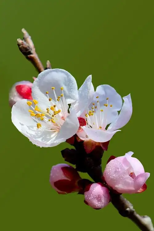 【原创摄影】唯美杏花
