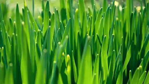 夏日小清新植物图片电脑桌面壁纸