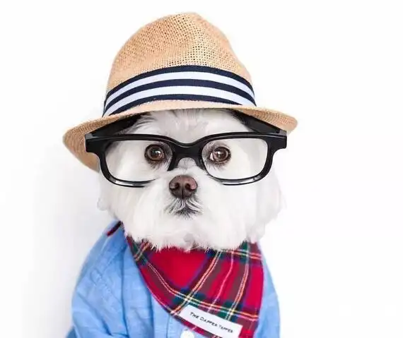 一只喜欢戴眼镜的文艺汪_狗狗秀_狗扑网