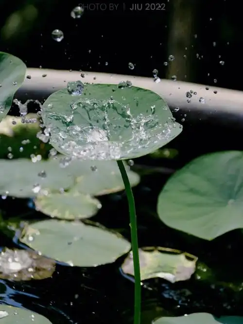 1080_1439竖版 竖屏