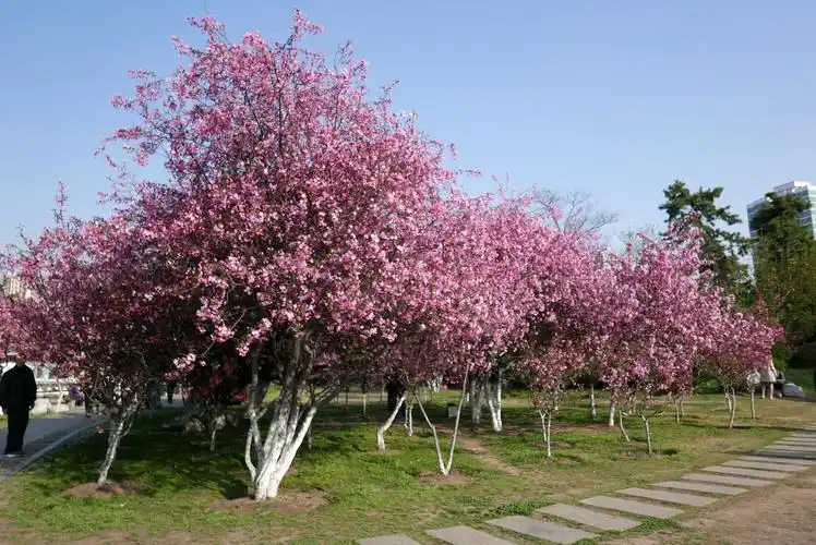 春暖花开,南京三日赏樱之旅 ~ 被意外撞到的海棠花惊艳到了