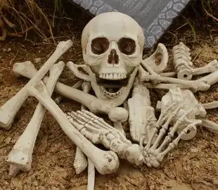 深圳骨架图片_深圳骨架图片大全 - 阿里巴巴海量精选高清图片