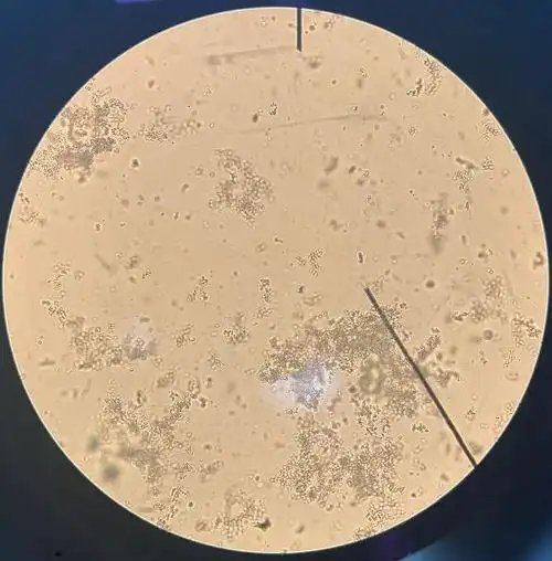核酸蛋白测定仪