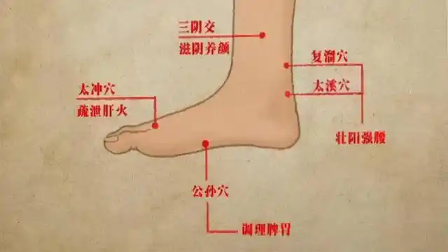 而小腿内侧又属于阴面,阴面的代谢本来就比较慢,经常拍打它,疏通经络