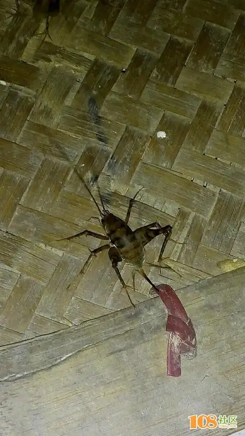 长得很像蟋蟀但都说是灶马是什么东西