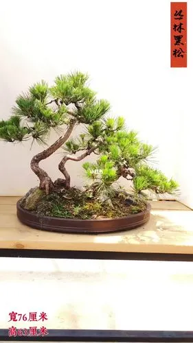 丛林黑松盆景植物花卉盆栽_盆景_盆栽_花卉_杜鹃_办公室_家居家装