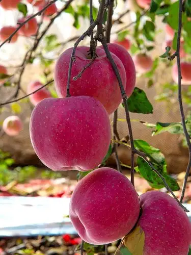 2020陕西红富士苹果8085mm水果10斤新鲜包邮整箱手机保护套