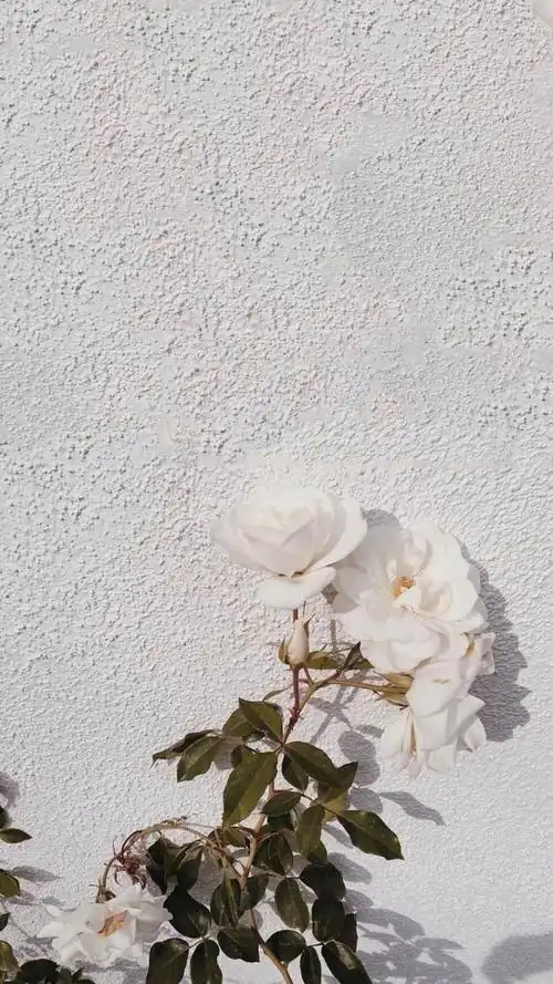 ins风高级感壁纸～1.