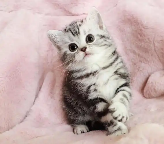 江浙沪英短家养蓝猫蓝白渐层