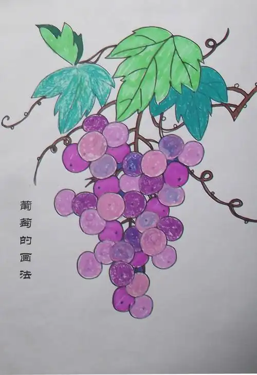 葡萄的画法完成稿