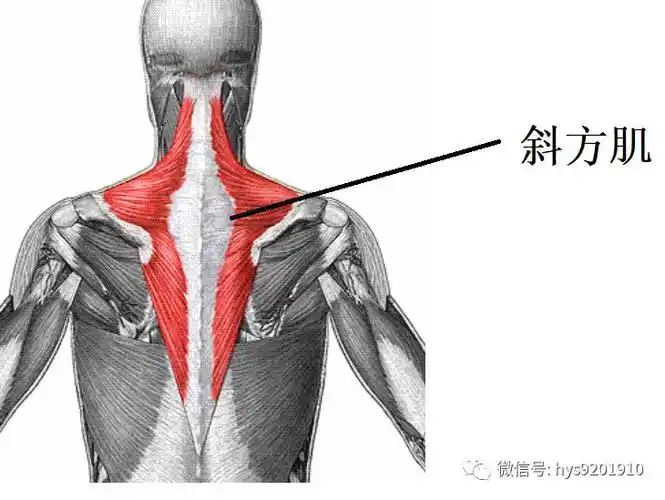 在颈椎背面,附着的肌肉比较多,斜方肌,肩胛提肌,菱形肌,上后锯肌,夹肌