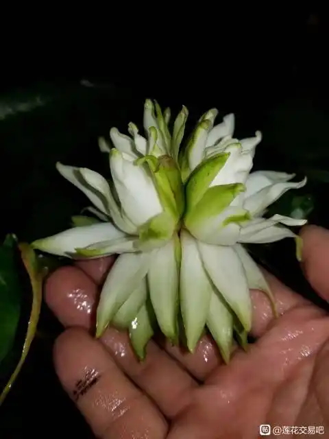 睡莲的繁殖方式