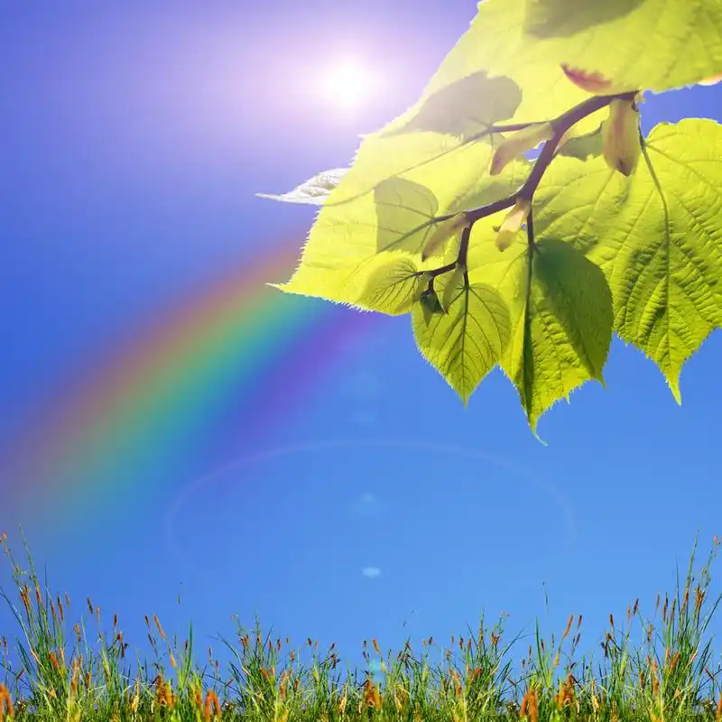 蓝天上的绿叶和阳光