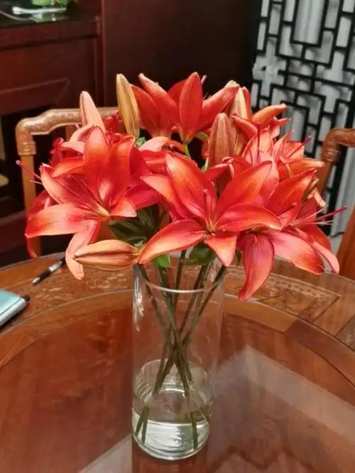 国庆给家里来点红色亚百合红宝石安排上