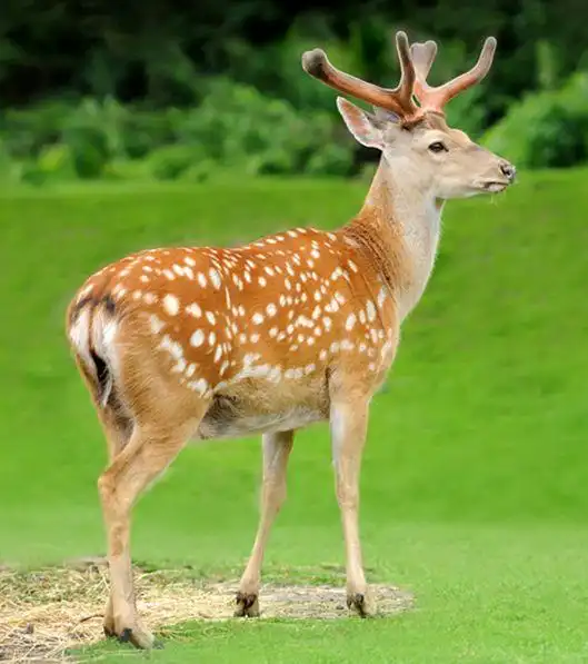 科普:我一直傻乎乎的认为梅花鹿一年四季都有花纹,结果根本不是