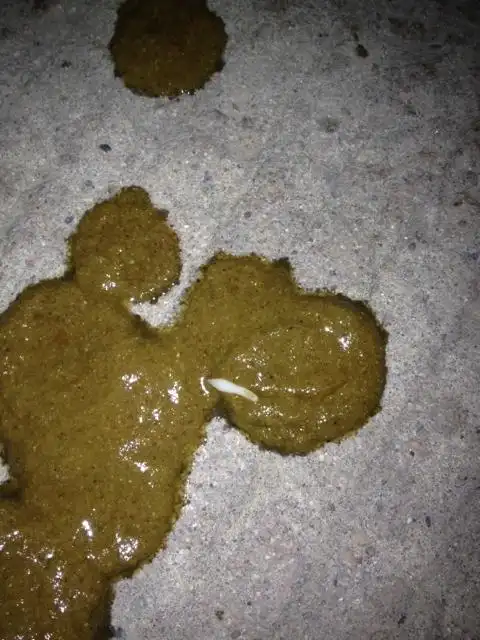 今天狗狗便便拉出来这种虫子.请问有人知道这是什么吗