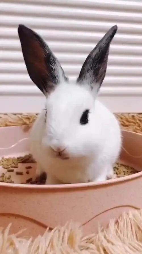 一只黑耳朵的兔子92,软萌软萌的