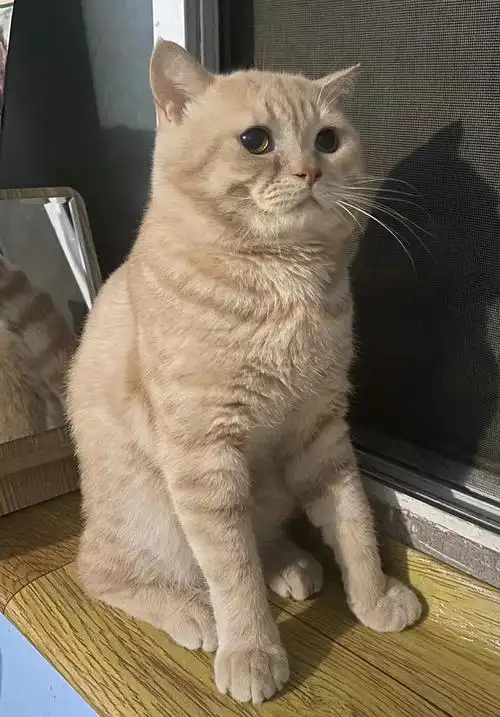 北京领养乳色英短小笨蛋