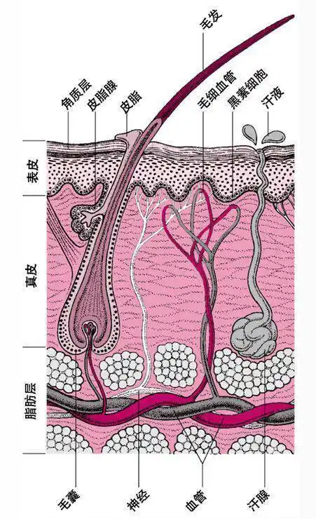 头发毛囊是什么样子